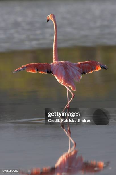 greater flamingo - spread wings stock pictures, royalty-free photos & images