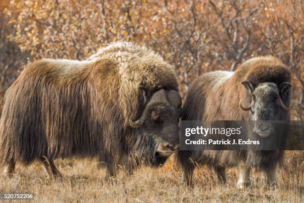 two muskox on tundra. - musk ox stock-fotos und bilder