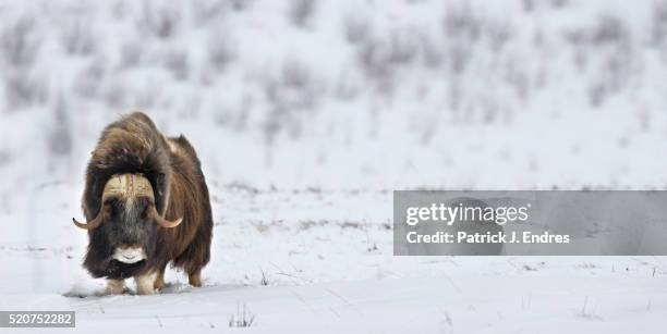 bull muskox on snowy tundra - myskoxe bildbanksfoton och bilder