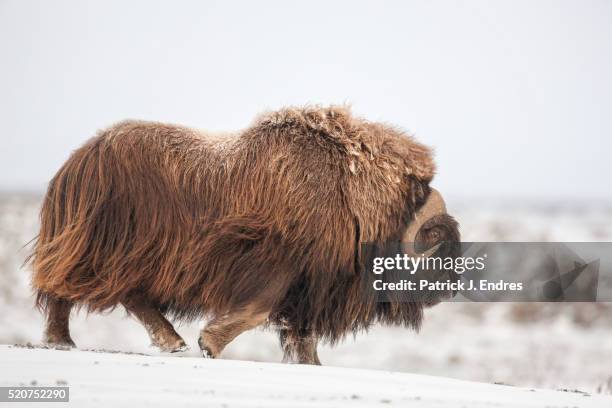 bull muskox in snow - musk ox photos et images de collection