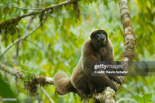 humboldt's woolly monkey (lagothrix lagotricha), manu national park, se peru - manu national park stock pictures, royalty-free photos & images