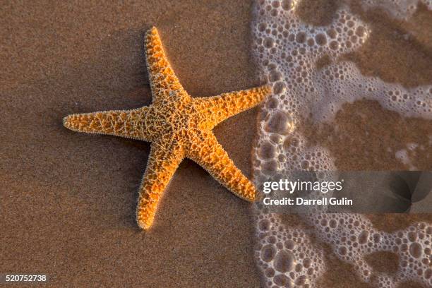 starfish kiehi beach, maui - estrella de mar fotografías e imágenes de stock