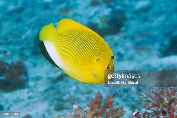 threespot angelfish - angelfish stock pictures, royalty-free photos & images