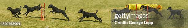 standard poodle doing agility - black poodle stockfoto's en -beelden