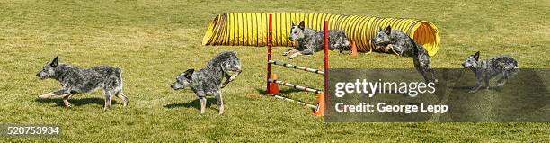 australian stumpy tail cattle dog doing agility - australian cattle dog stockfoto's en -beelden