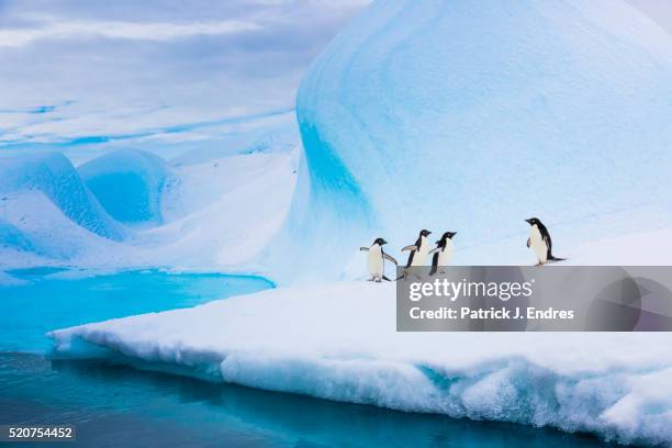 adelie penguins on iceberg - vier dieren stockfoto's en -beelden