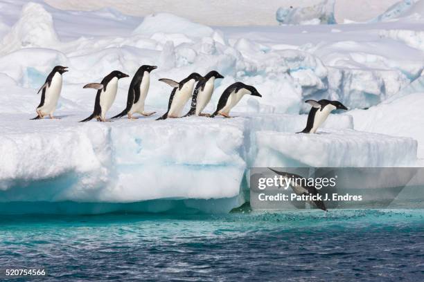 adelie penguins - south shetland islands stock-fotos und bilder