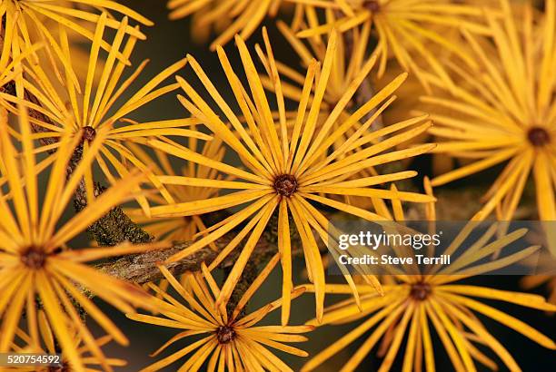 tamarack needles in autumn - tamarack stock pictures, royalty-free photos & images