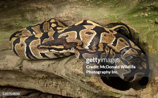Ball Python Ball Python