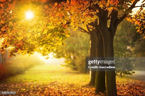 herbst baum und sonne bei sonnenuntergang-herbst im park - maple tree stock-fotos und bilder