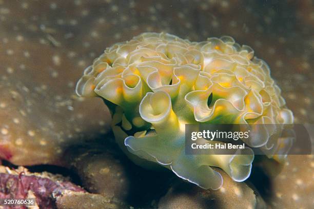 lettuce sea slug - lettuce sea slug stock pictures, royalty-free photos & images