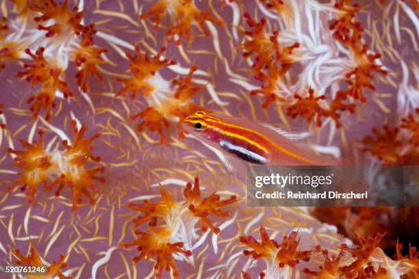 pellucida pygmy goby in soft coral - trimma okinawae stock pictures, royalty-free photos & images