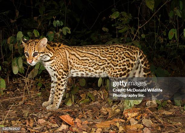 ocelot - pantanal stockfoto's en -beelden