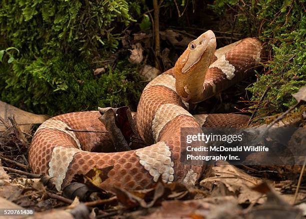 broad-banded copperhead - dier in gevangenschap stockfoto's en -beelden