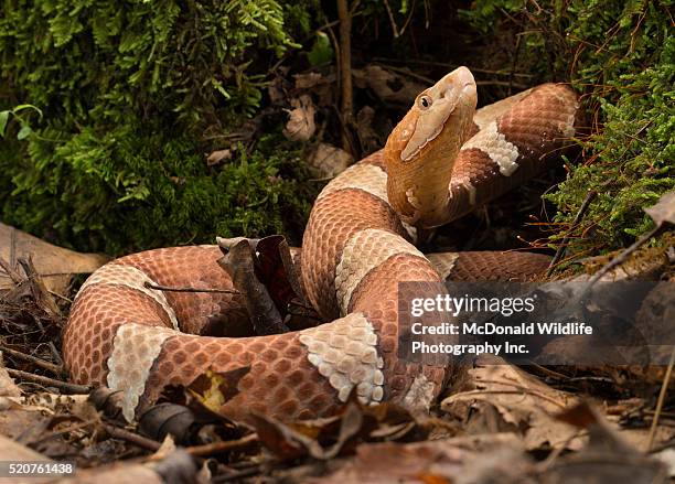 broad-banded copperhead - copperhead 個照片及圖片檔