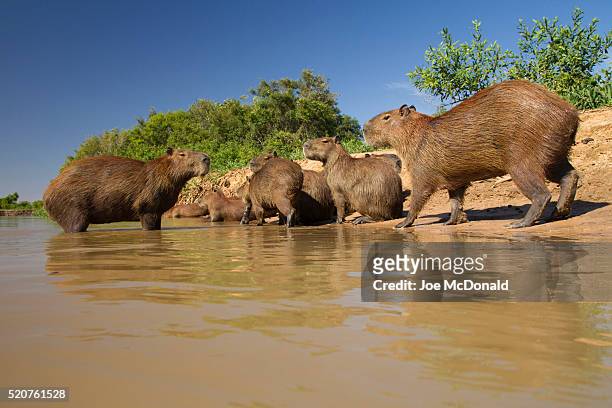 capybara family at river - capybara 個照片及圖片檔