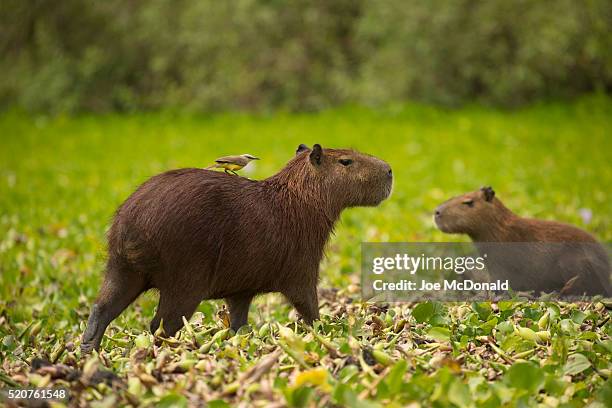 capybara with tyrant hitchhiker - pantanal stock-fotos und bilder