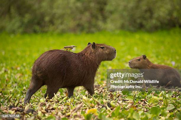 capybara with tyrant hitchhiker - pantanal stockfoto's en -beelden