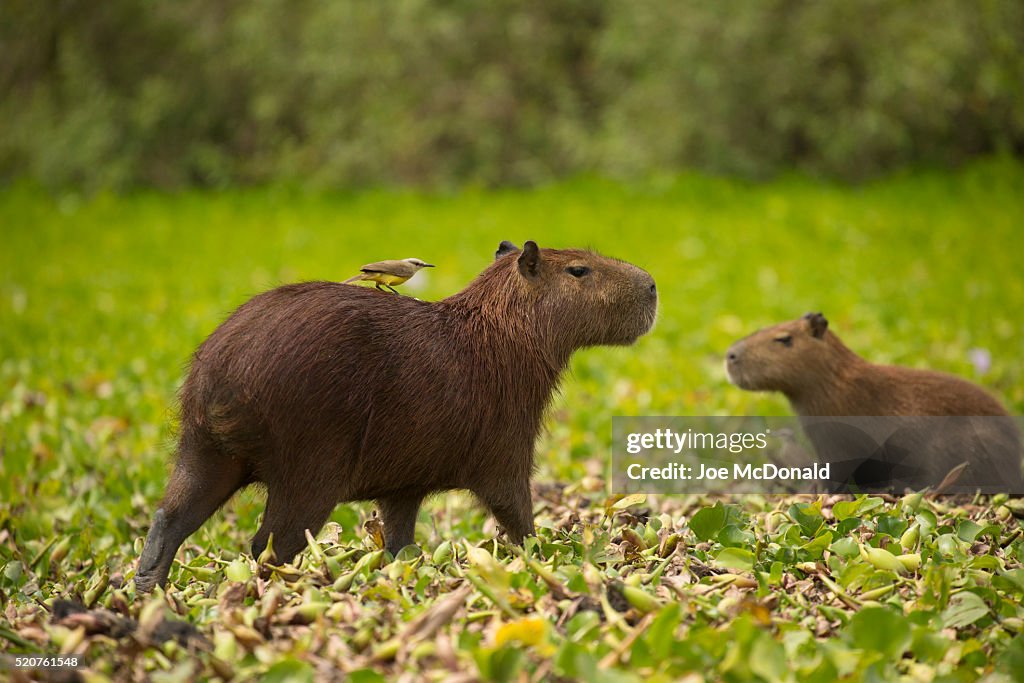 Capybara with Tyrant Hitchhiker