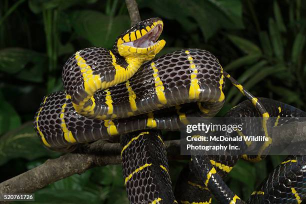 mangrove snake coiled in tree - serpente delle mangrovie foto e immagini stock