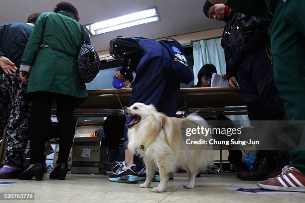 South Koreans queue up to cast their votes in a polling station on April 13, 2016 in Seoul, South Korea. A total of 300 lawmakers will be elected to...