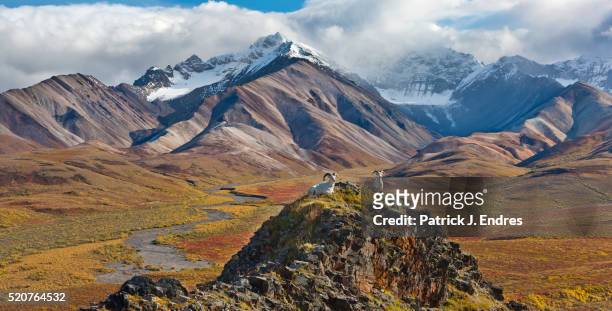panorama of dall sheep rams - alaska mountains stockfoto's en -beelden