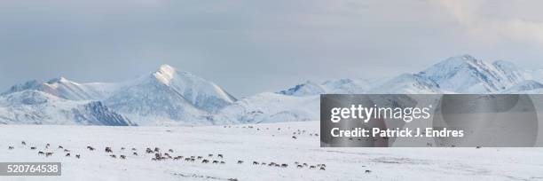 panorama of migrating caribou - toendra stockfoto's en -beelden