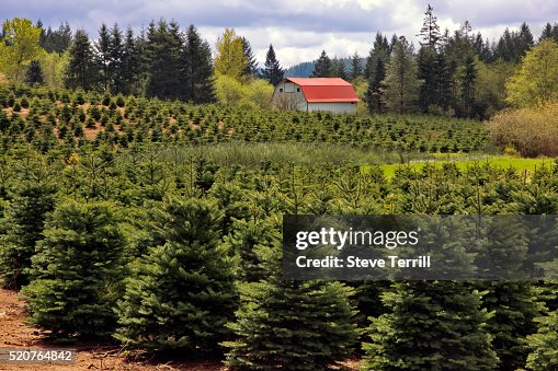 Rows of fir trees at Christmas tree farm in Marion County