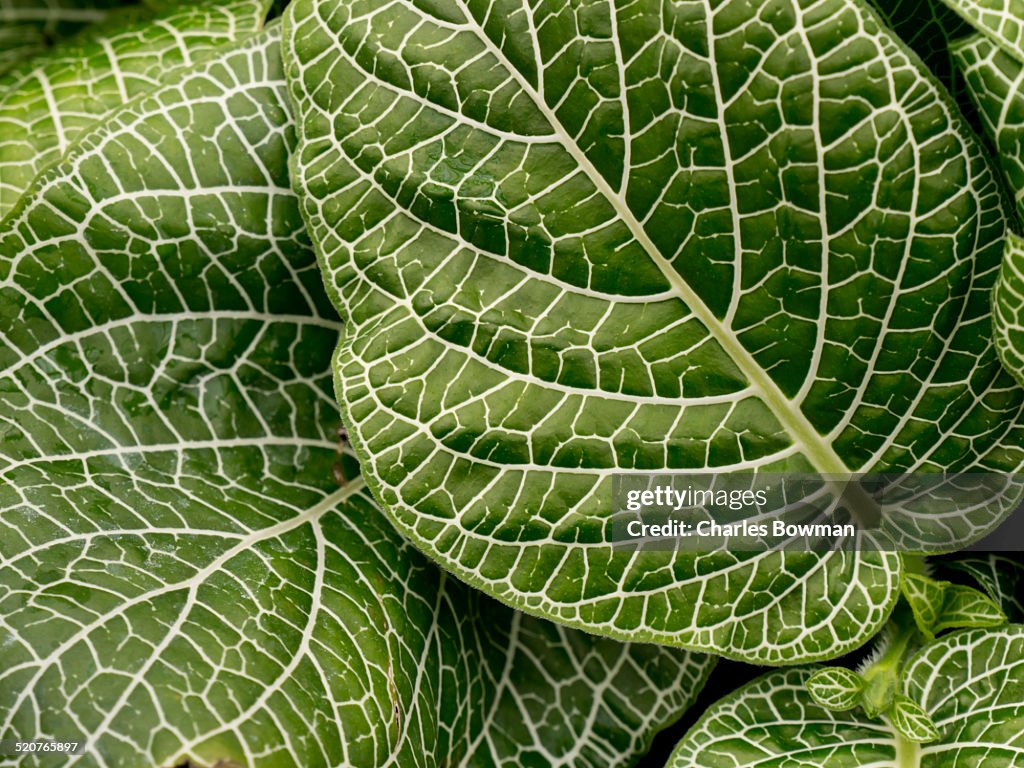 Veins on green leaves show branch pattern