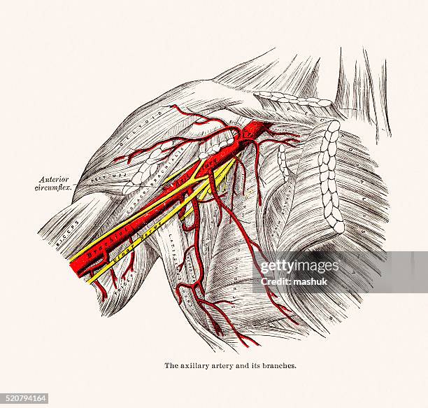 ilustraciones, imágenes clip art, dibujos animados e iconos de stock de las arterias axilar vasos sanguíneos de anatomía médicos medio siglo 19 - hombro