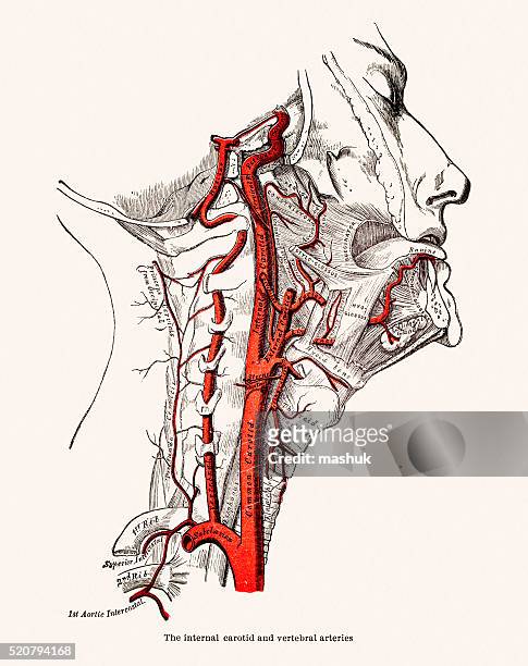 human head blood vessels anatomy 19 century medical illustration - carotid artery stock illustrations