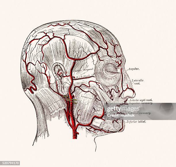 stockillustraties, clipart, cartoons en iconen met human head blood vessels anatomy 19 century medical illustration - menselijke slagader