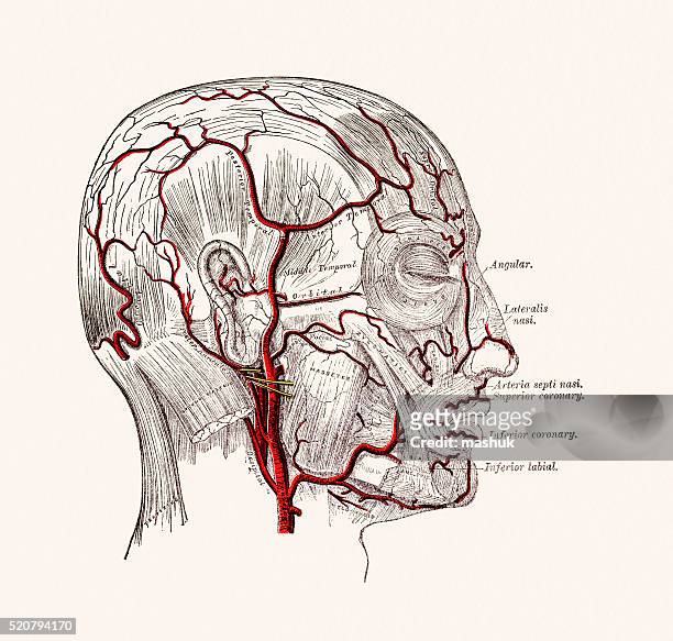bildbanksillustrationer, clip art samt tecknat material och ikoner med human head blood vessels anatomy 19 century medical illustration - blodkärl