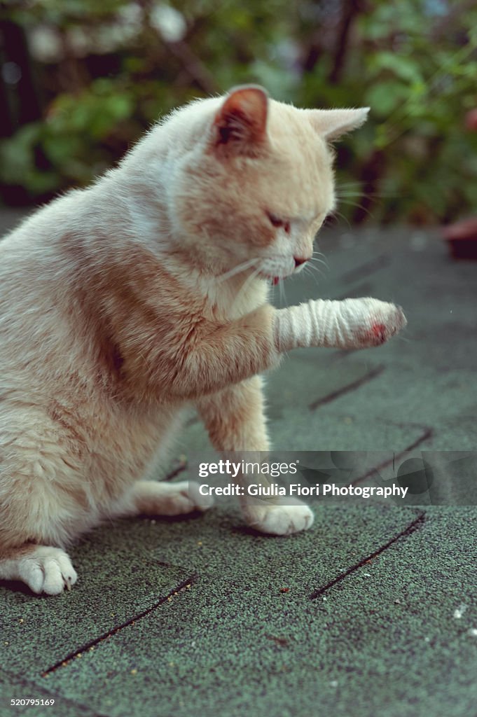 Cat licking his wounds