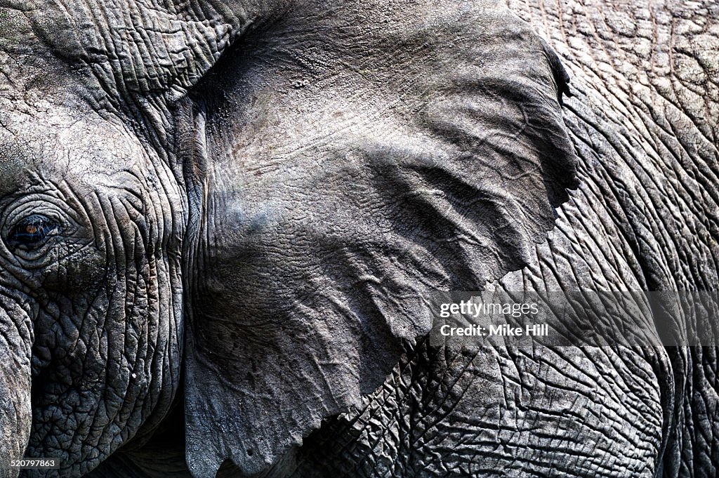 Close up of African elephant