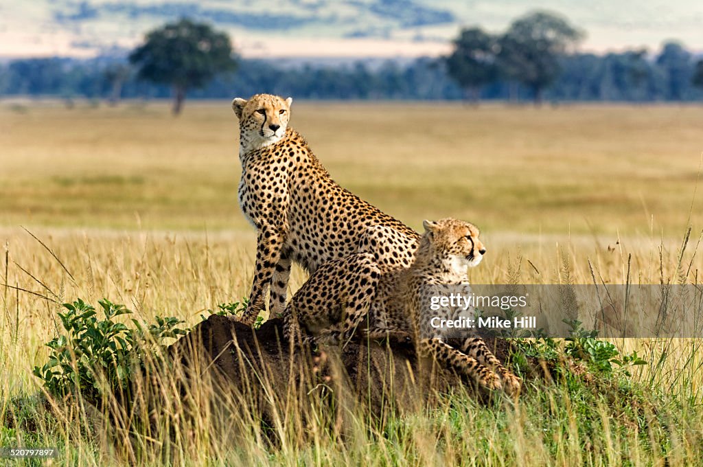 Two cheetahs on a termite mound