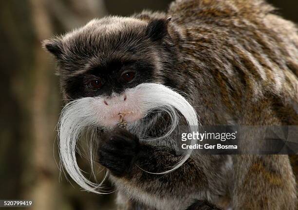 emperor tamarin - tamarin monkey stock pictures, royalty-free photos & images