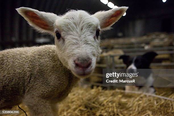 cute lamb - beweging - fotografias e filmes do acervo