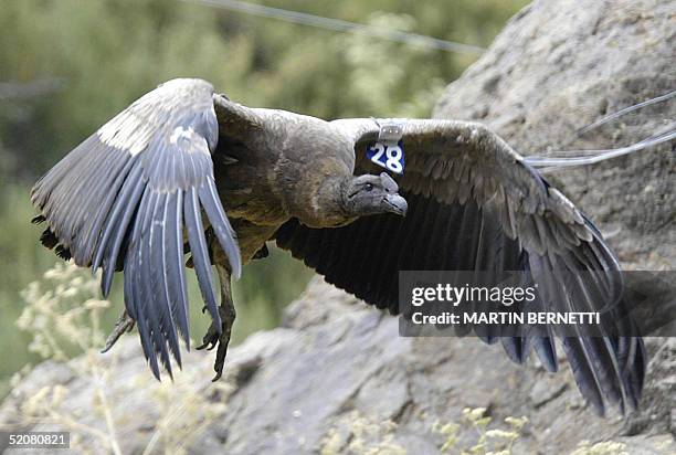 Un condor juvenil emprende vuelo tras ser liberado en los andes chilenos, en Villa Paulina, a unos 50 km de Santiago, el 29 de enero de 2005. Tres...