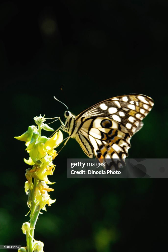Lime butterfly, Lalbagh botanical garden, Bangalore, Karnataka, India