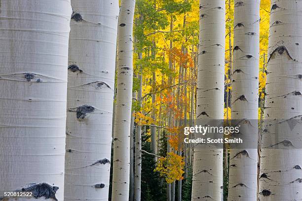aspen trees in autumn - american aspen tree stock pictures, royalty-free photos & images