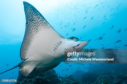 Spotted Eagle Rays Spotted Eagle Rays