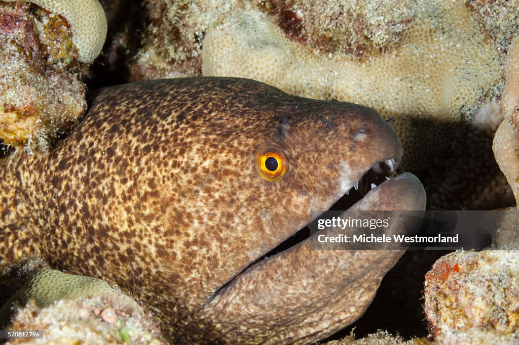 Yellowmargin Moray
