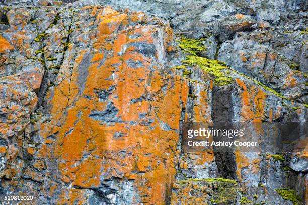 moss and lichen growing on a sea cliff on cuverville island off the antarctic peninsular. - lachen stock pictures, royalty-free photos & images