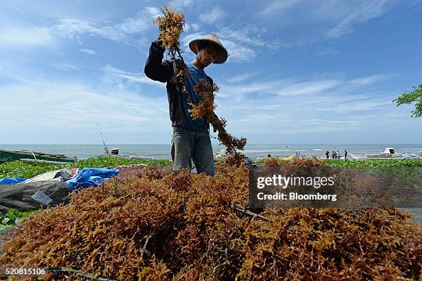 Farmer sorts through harvested seaweed in Bantaeng, South Sulawesi Province, Indonesia, on Sunday, March 13, 2016. The success of places like...