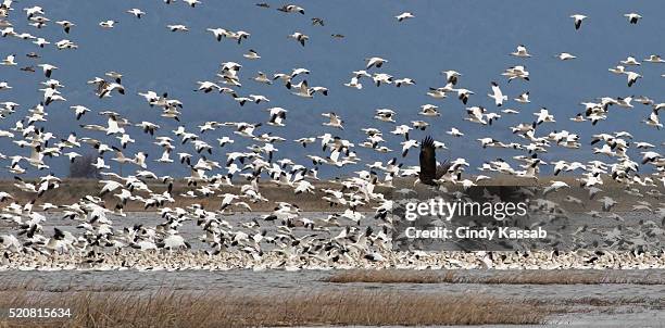 bald eagle flies in midst of water fowl - klamath falls stock pictures, royalty-free photos & images
