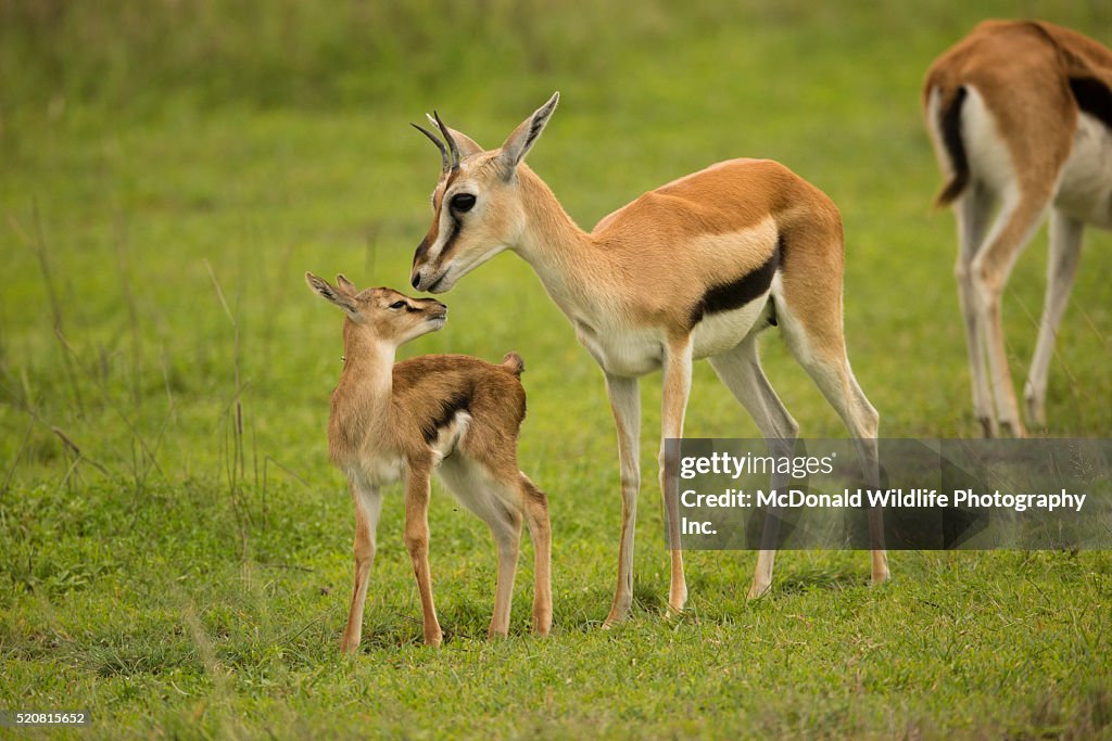Thompson's Gazelle