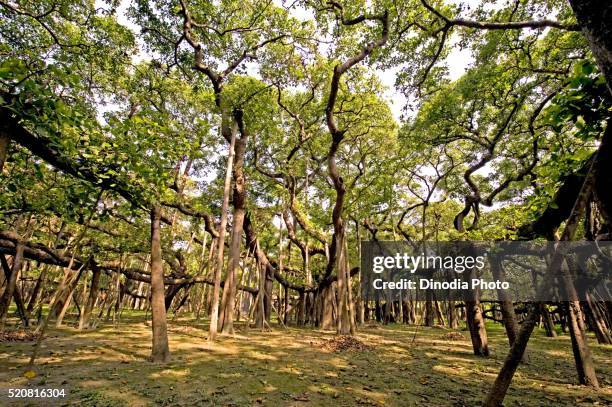 old banyan ficus bengalensis tree at botanical garden, shibpur, howrah, calcutta kolkata, west bengal, india - banyan tree stock pictures, royalty-free photos & images