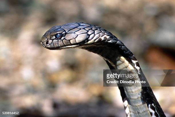 reptiles, king cobra ophiophagus hannah longest venomous snake-eater, karnataka, india - poisonous snake stock pictures, royalty-free photos & images