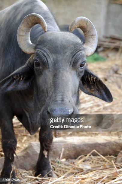 buffalo, kutch, gujarat, india - kérabau photos et images de collection